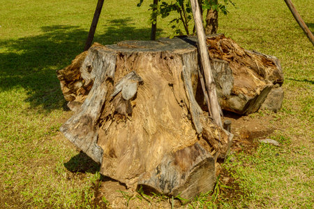 Stump tree in garden