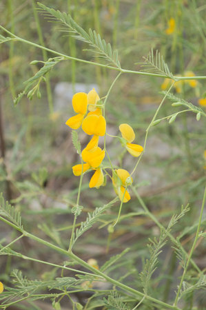 yellow sesbania flower in gardenの写真素材