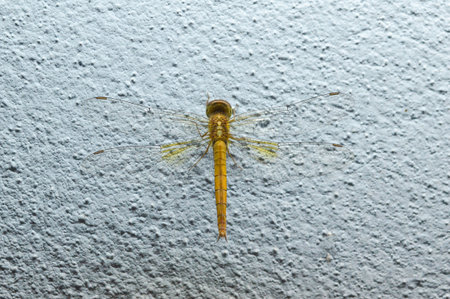 dragonfly on cement floorの写真素材