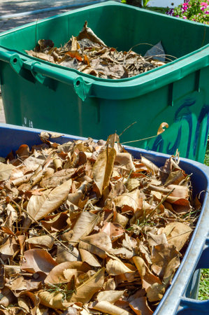 Dry leaves on plastic bin