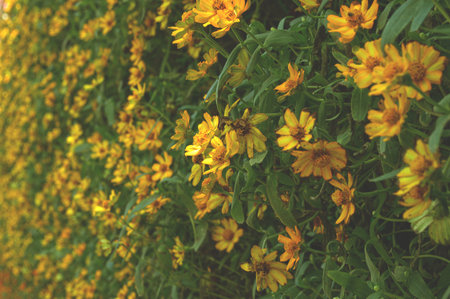 Little yellow star flower in garden (Melampodium divaricatum)の写真素材