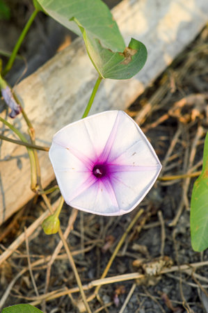 morning glory flower in gardenの写真素材