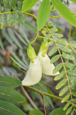 Agasta on the treeの写真素材