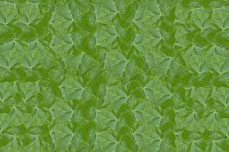 green Ivy Gourd leaves backgroundの写真素材