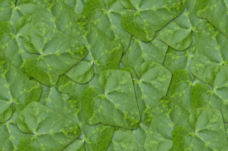 green Ivy Gourd leaves backgroundの写真素材