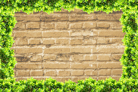 green leaves on Old brick wall for backgroundの写真素材
