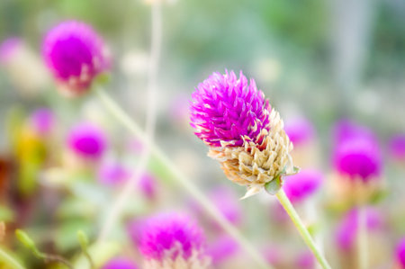 Globe Amaranth flower in gardenの写真素材