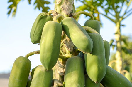 papaya tree in gardenの写真素材