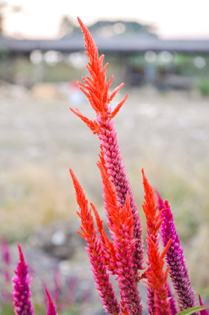 red Cockscomb flower in garden (Celosia argentea Linn.)の写真素材
