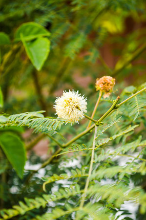 acacia tree in garden (Acacia auriculiformis Cunn)の写真素材