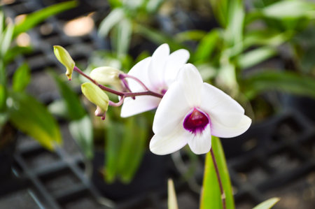 white orchid flower in gardenの写真素材