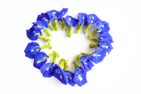 blue Butterfly pea flower on white backgroundの写真素材