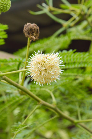 acacia tree in garden (Acacia auriculiformis Cunn)