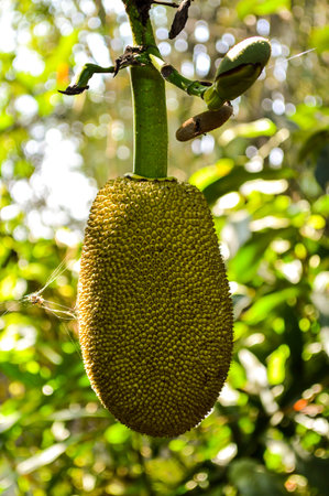 jackfruit on the tree in garden (Artocarpus heterophyllus)
