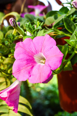pink petunia flower on the potの写真素材