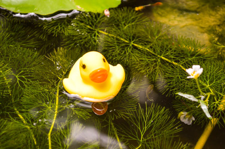 yellow plastic duck toy on the pondの写真素材