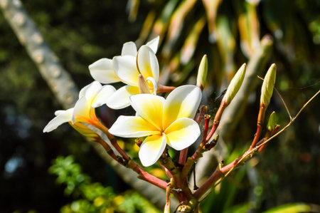 plumeria flower in gardenの写真素材