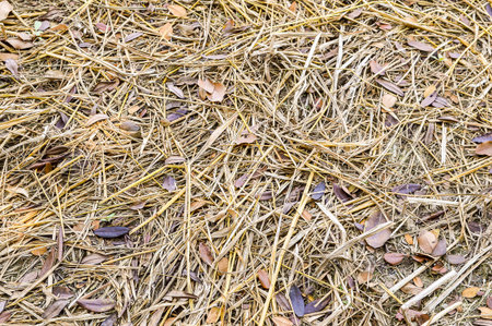 dry grass in garden (Brachiaria mutica)の写真素材