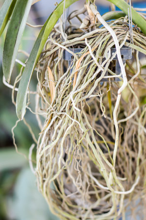 roots orchidの写真素材