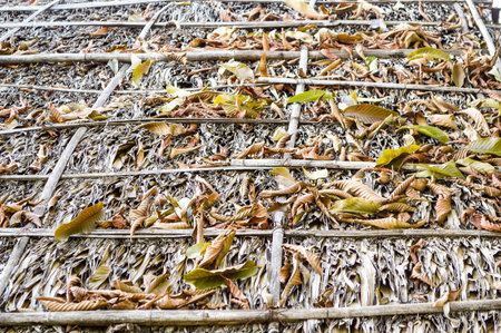 roof from dry Nypa palm leavesの写真素材