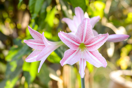 pink Amaryllis flower in gardenの写真素材