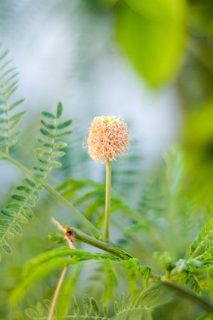 acacia tree in garden (Acacia auriculiformis Cunn)の写真素材