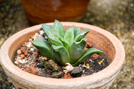 green cactus tree on the potの写真素材