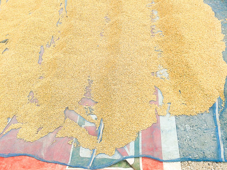 yellow paddy in country Thailandの写真素材