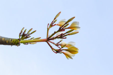 plumeria flower in gardenの写真素材