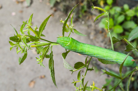 green worm in gardenの写真素材
