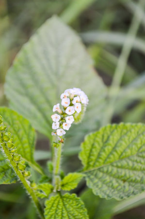 Alacransillo flower grass in garden (Heliotropium indicum L.)の写真素材