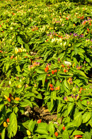 pepper tree in gardenの写真素材