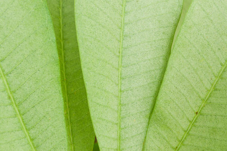 green plumeria leaves in garden
