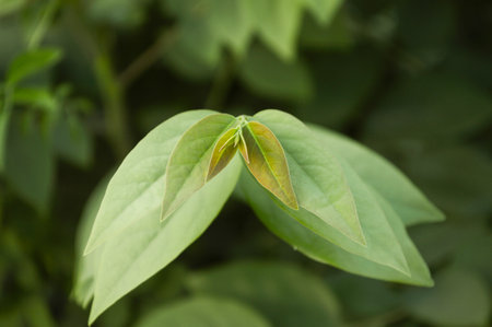 Green leaf star gooseberry in garden