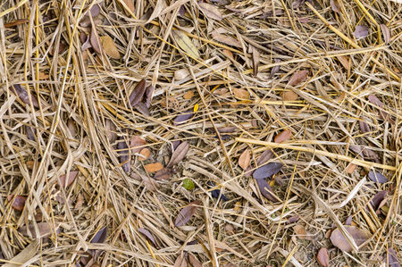 dry grass in gardenの写真素材