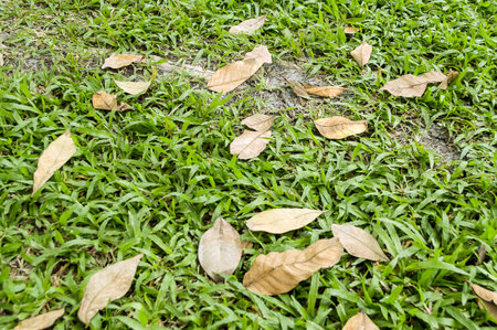 Dry leaves on green grassの写真素材