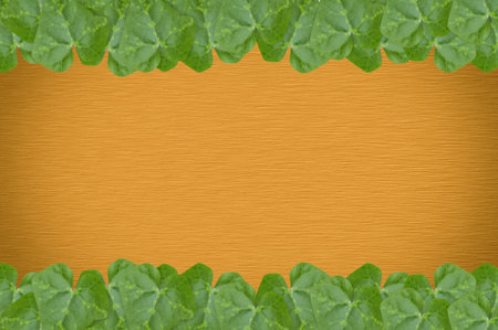 green leaves on wooden wallの写真素材