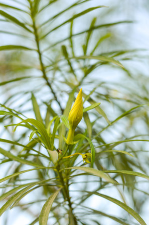 Yellow oleander tree in gardenの写真素材
