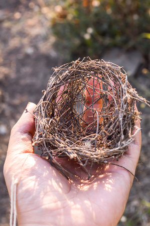 bird nest on the handの写真素材