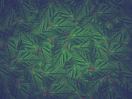 green leaves abstract backgroundの写真素材