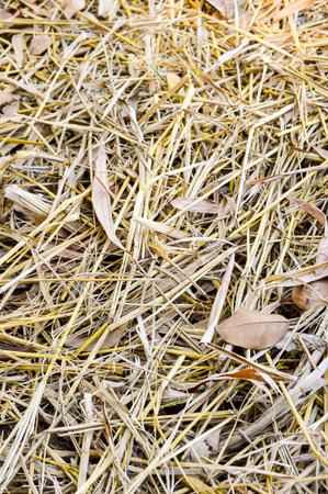 dry grass in gardenの写真素材