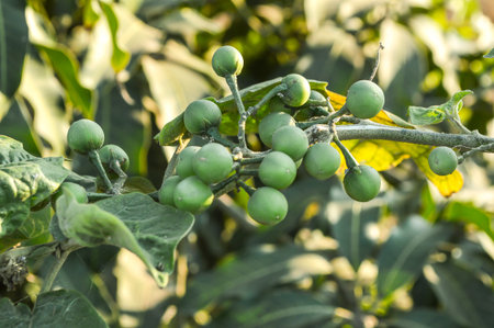 Turkey berry tree in gardenの写真素材
