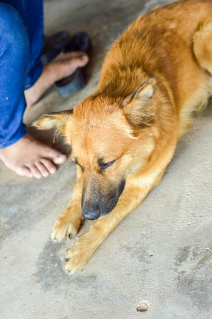 Asia dogの写真素材