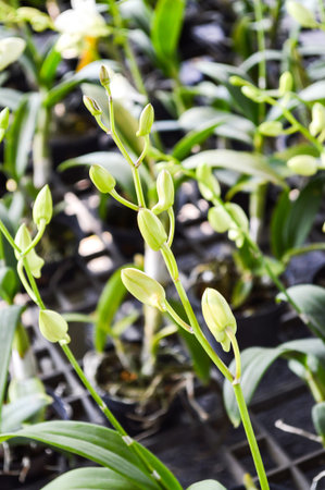 bud orchid flower in gardenの写真素材