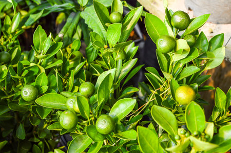 Kumquat orange in gardenの写真素材