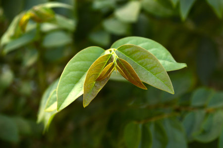 Green leaf star gooseberry in garden