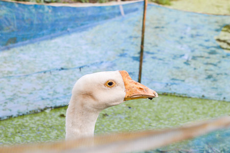 white goose in farmの写真素材