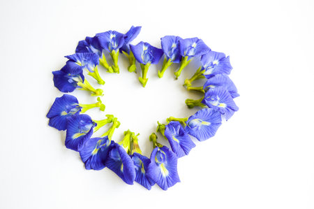 blue Butterfly pea flower on white backgroundの写真素材