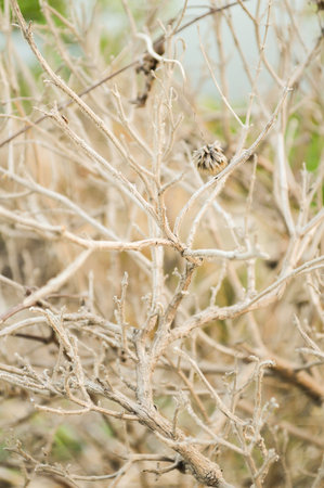 Dry basil tree in gardenの写真素材