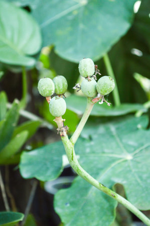 Gout Plant flower in gardenの写真素材